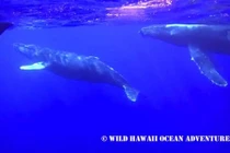 Trải nghiệm cảm giác bơi cùng cá voi lưng gù