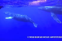 Trải nghiệm cảm giác bơi cùng cá voi lưng gù