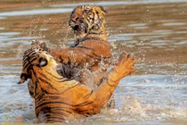 Ảnh động vật: Hổ dữ thủy chiến, hươu gọi bạn tình...