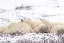 Ảnh động vật tuần: Gấu bắc cực tận hưởng mùa đông, giải cứu hổ...