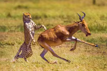 Ảnh động vật đẹp nhất tuần: Báo đói truy sát linh dương