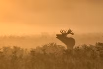 Ảnh động vật: Hươu đực gọi bạn tình, cá voi sát thủ mắc cạn...