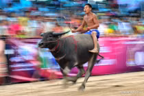 Độc đáo lễ hội đua trâu truyền thống ở Thái Lan