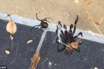 Cuộc chiến rợn người giữa hai loài nhện độc nhất thế giới