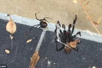 Cuộc chiến rợn người giữa hai loài nhện độc nhất thế giới