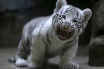 Hổ trắng con khoe răng nanh non nớt cực yêu