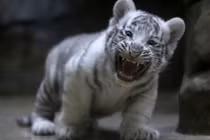 Hổ trắng con khoe răng nanh non nớt cực yêu