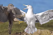 Ảnh động vật tuần qua: Mòng biển cướp mồi của ó