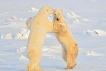 Xem gấu Bắc Cực khiêu vũ điêu luyện trên băng