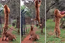 Hổ bật cao hơn 3m lấy thức ăn trên không