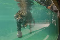 Ảnh động vật: Báo đốm bơi giải nhiệt tránh nắng nóng ở Pháp 