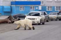 Ảnh động vật: Gấu Bắc cực "khuấy đảo" đường phố, thiên nga cõng con...