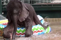 Ngộ nghĩnh cảnh voi con lần đầu tắm bể bơi