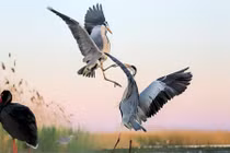 Ảnh động vật tuần: Diệc xanh không chiến, đại bàng thịt rắn...