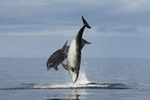 Ngoạn mục cảnh cá heo nhào lộn trên mặt nước