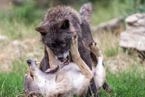 Sói già tấn công, “dằn mặt” đối thủ mới trưởng thành