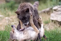 Sói già tấn công, “dằn mặt” đối thủ mới trưởng thành