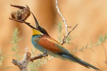 Kịch liệt cảnh chim cố nuốt chửng dơi to hơn mỏ