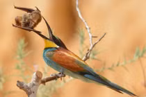 Kịch liệt cảnh chim cố nuốt chửng dơi to hơn mỏ