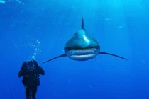 Chùm ảnh những thủy quái sắp "tuyệt diệt"