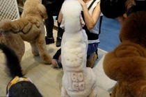 Những vật nuôi có bộ lông thời trang nhất quả đất