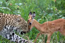 Ảnh động vật: Báo đốm vờn mồi, ngựa vằn quyết chiến...