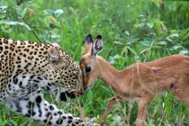 Ảnh động vật: Báo đốm vờn mồi, ngựa vằn quyết chiến...