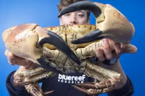 Bắt được cua khổng lồ ngoài hành tinh nặng hơn 4 kg 