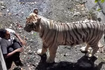 Thanh niên say rượu nhảy vào chuồng hổ, bị hổ vồ chết