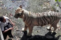 Thanh niên say rượu nhảy vào chuồng hổ, bị hổ vồ chết