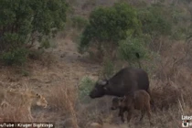 Trâu rừng dũng mãnh tấn công sư tử bảo vệ con 