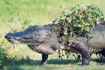 Ảnh động vật tuần: Cá sấu khổng lồ lên bờ tắm nắng