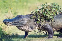 Ảnh động vật tuần: Cá sấu khổng lồ lên bờ tắm nắng