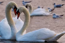 Ảnh động vật: Cuộc sống khắc nghiệt khi thời tiết lạnh giá