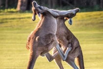 Cận cảnh kangaroo quyết chiến như võ sĩ kick-boxing