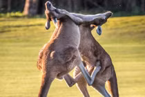 Cận cảnh kangaroo quyết chiến như võ sĩ kick-boxing