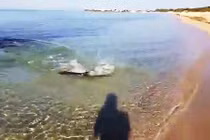 Kinh hãi cảnh cá mập lao vào bãi tắm để săn mồi