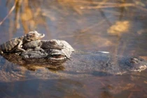 Ảnh động vật tuần: Cá sấu con cả gan cưỡi trên đầu mẹ