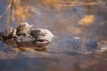 Ảnh động vật tuần: Cá sấu con cả gan cưỡi trên đầu mẹ