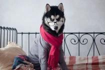 Ngộ nghĩnh ảnh cún cưng mặc quần áo như người 