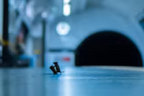 Ảnh động vật: Chuột quyết chiến tranh giành thức ăn