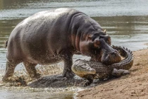 Ảnh động vật tuần: Cá sấu khổng lồ ăn thịt đồng loại