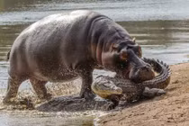 Ảnh động vật tuần: Cá sấu khổng lồ ăn thịt đồng loại