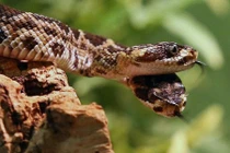 Ảnh động vật tuần: Rắn đuôi chuông hai đầu khám phá kỳ thú 