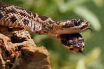 Ảnh động vật tuần: Rắn đuôi chuông hai đầu khám phá kỳ thú 