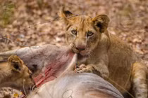 Chân dung khát máu của những con sư tử