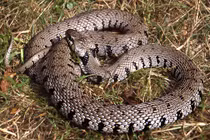 Ảnh động vật: Rắn nằm phơi thân, chim diều há miệng...