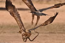 Ảnh động vật tuần: Đại bàng tử chiến giành rắn hổ mang