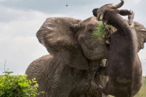 Ảnh động vật tuần: Voi hất tung trâu nặng nửa tấn