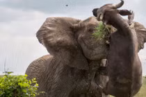 Ảnh động vật tuần: Voi hất tung trâu nặng nửa tấn